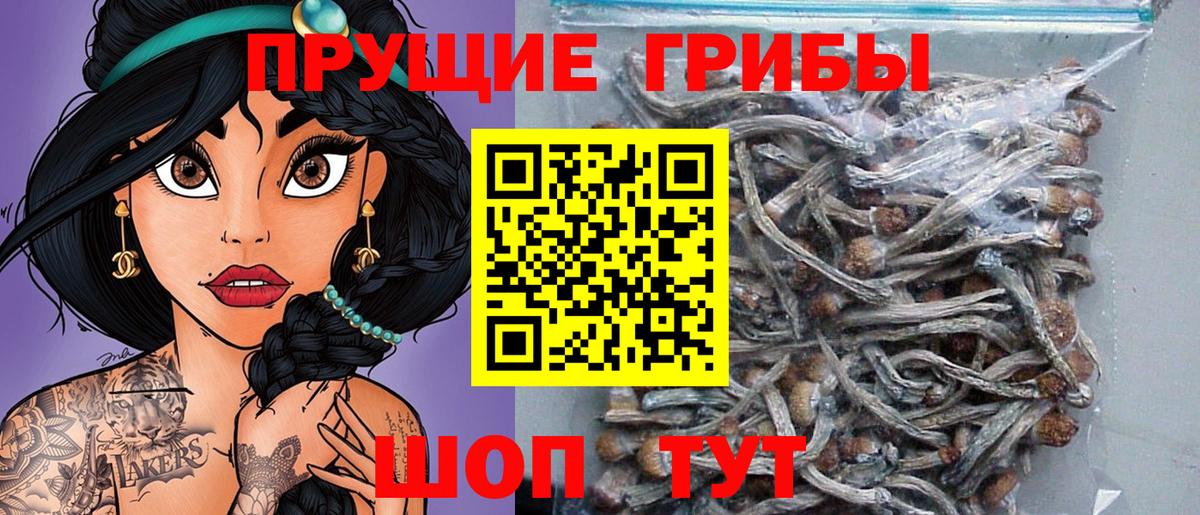 Сосновоборск  Псилоцибиновые грибы MAGIC MUSHROOMS  Вход с VPN 